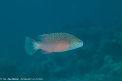 BD-120424-Marsa-Alam-6451-Oxycheilinus-digramma-(Lacepède.-1801)-[Cheeklined-wrasse].jpg